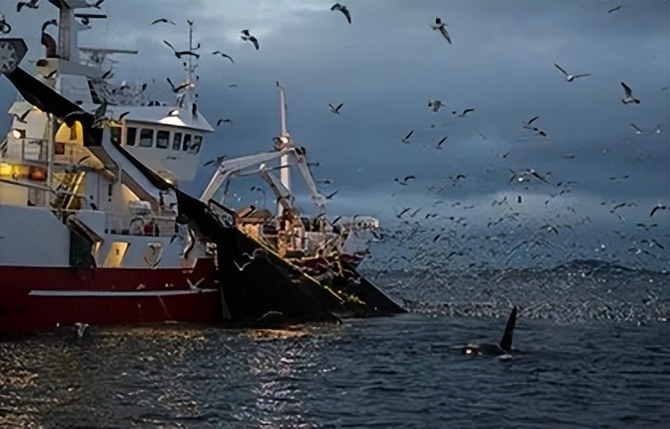 三文鱼领跑，挪威海产品出口额飙升