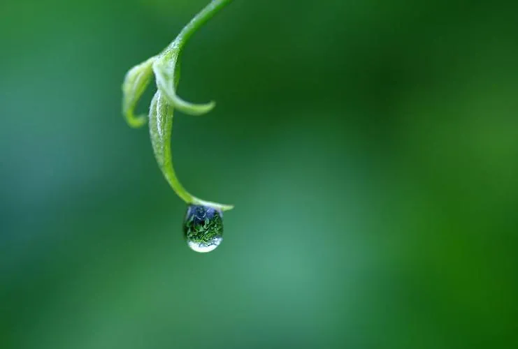 精选诗歌｜草叶上的露珠