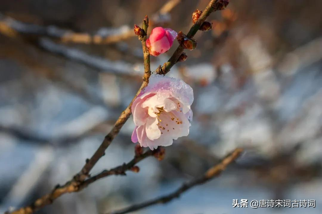 梅花，怎么样都好看