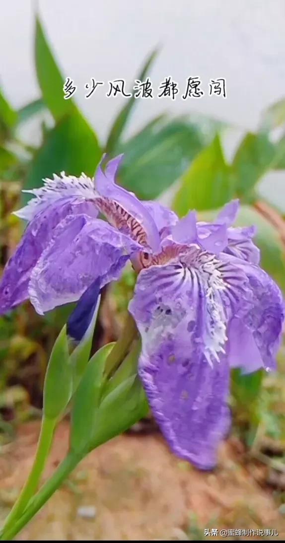 一路鲜花相伴，一路芬芳相随