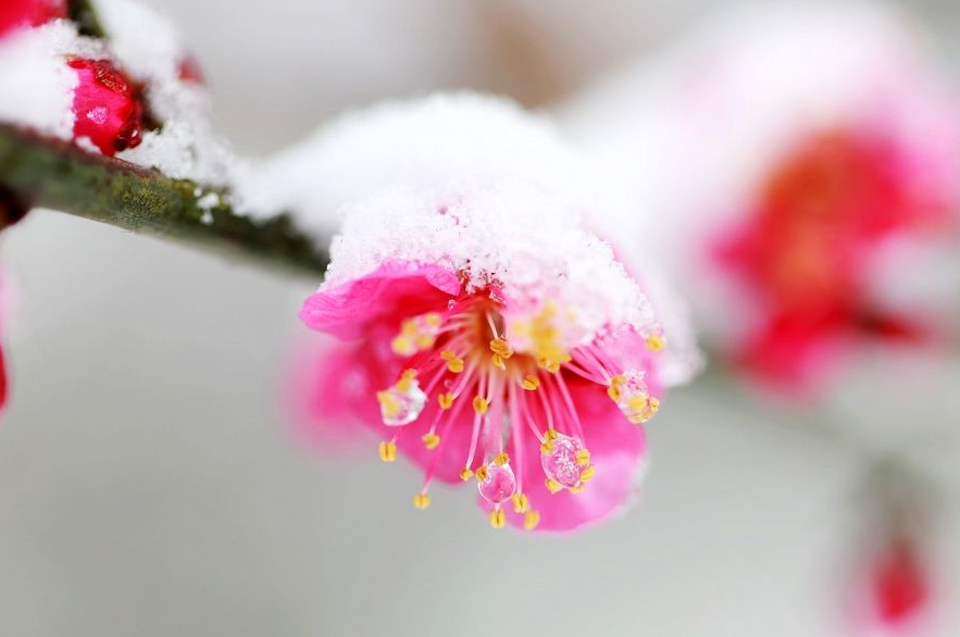 更须踏雪看梅花，十二首踏雪寻梅的诗词，看雪中梅花傲雪绽放