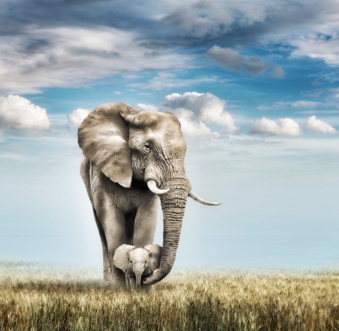 隐藏的革命！贝类化学与聚合物相结合，创造出可生物降解胶粘剂