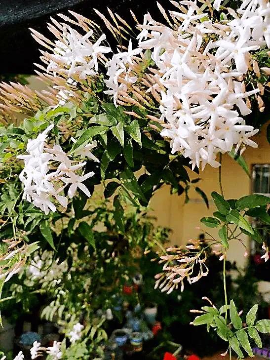 芳枝馥郁，仙气飘飘的素馨花