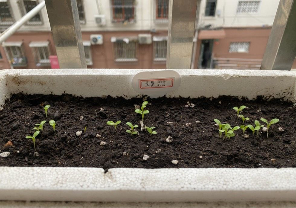 生菜种植时间和方法（在家种生菜只需要3个步骤）