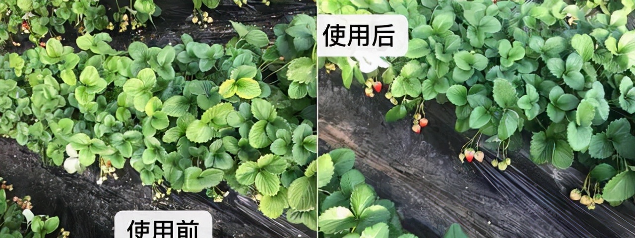 花粉多糖肥好用吗？怎么用？一文说清楚