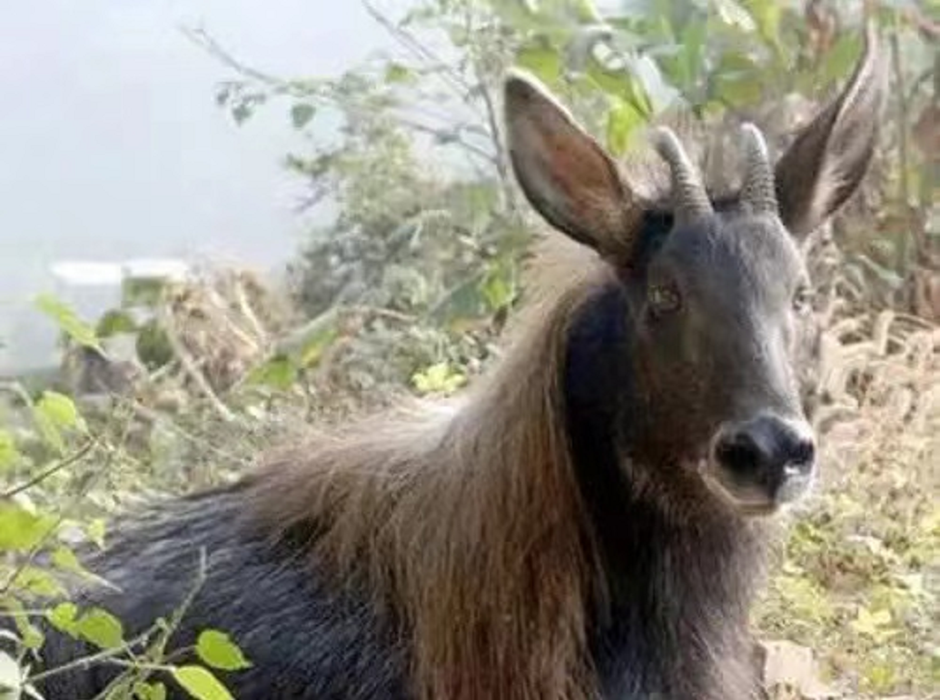 西藏出现四不像"神兽麒麟"?会攀山飞岩,被当地人称为"天马"