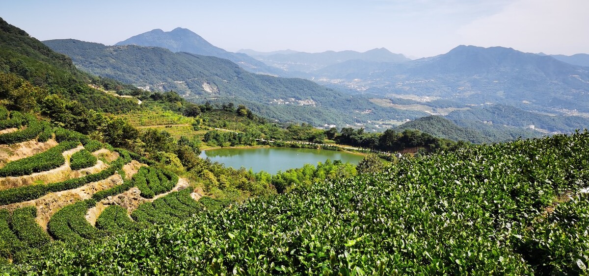 种植合作社对茶农绿色生产行为的影响