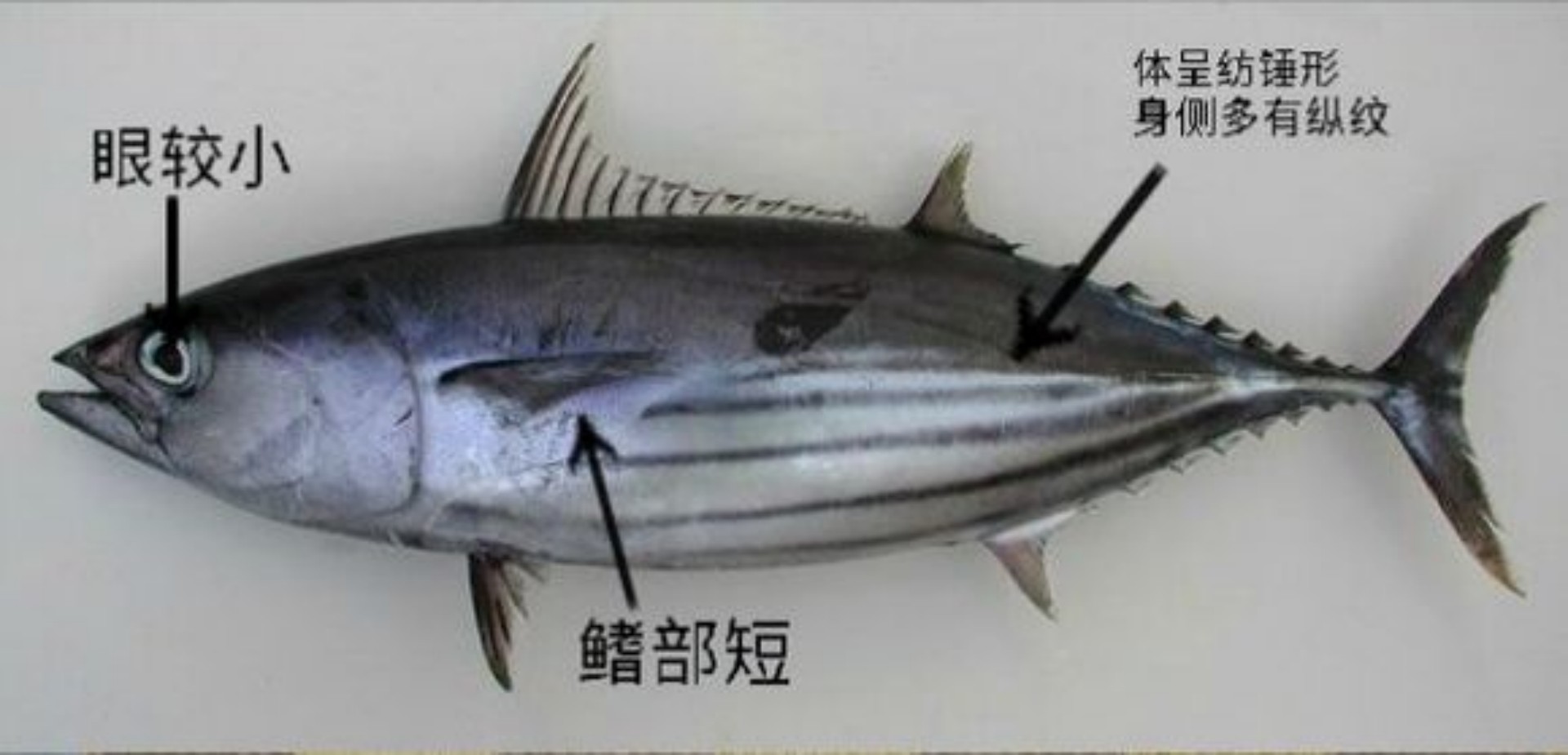 加拿大渔民钓获一条907斤的金枪鱼，一天后被日本人16.7万元收购
