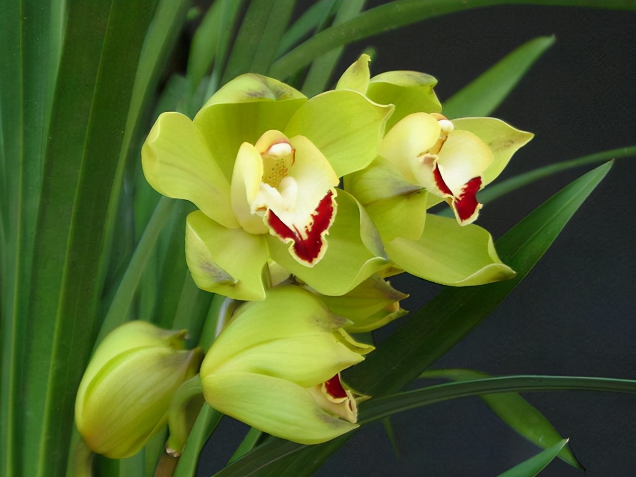 岁末一支兰,常见兰花有几十种,你最独爱的是哪一种?