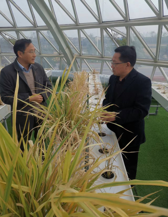 最新米神的个人频道（谷神科技“谷神占”获评“荆楚粮油”好吃大米品种）