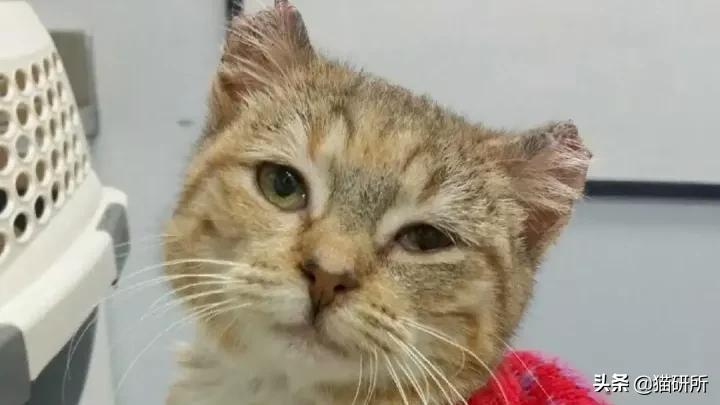 警惕猫咪冬季冻伤!急救指南在这里…