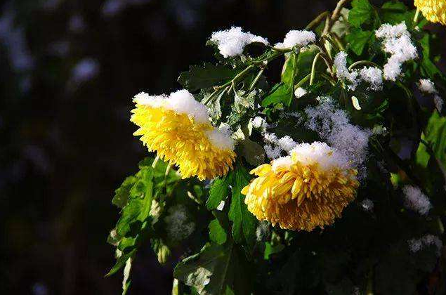 「诗词鉴赏」冬菊忘年友，十首有关冬菊的诗词，看菊花傲霜斗雪