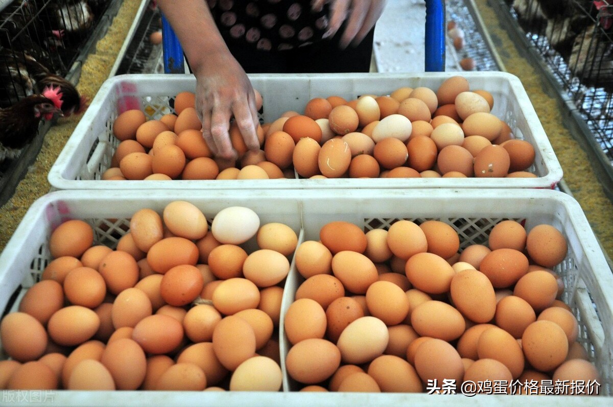 2022年1月3日河北馆陶鸡蛋价格，全国鸡蛋价格最新报价表
