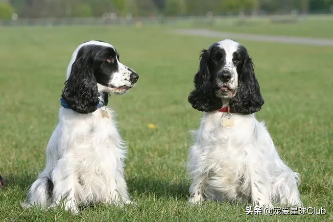 百科 | 英國可卡犬,身著華服的槍獵犬