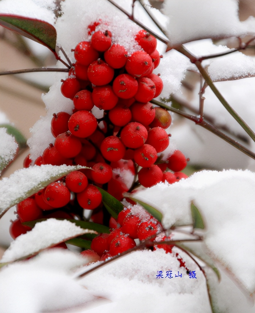 感恩大自然的馈赠“花果揪雪韵”