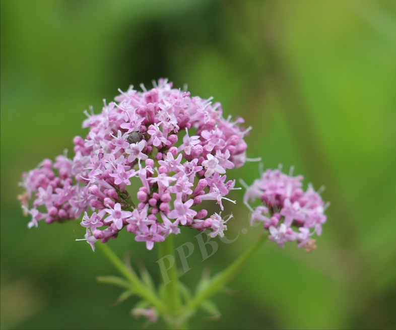 满山香图片(农村有一种芳香野草) - 赤虎壹号