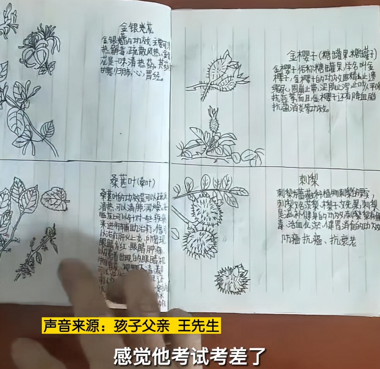 四川13岁初一学生手绘本草纲目走红，网友喊话家长：务必用心呵护