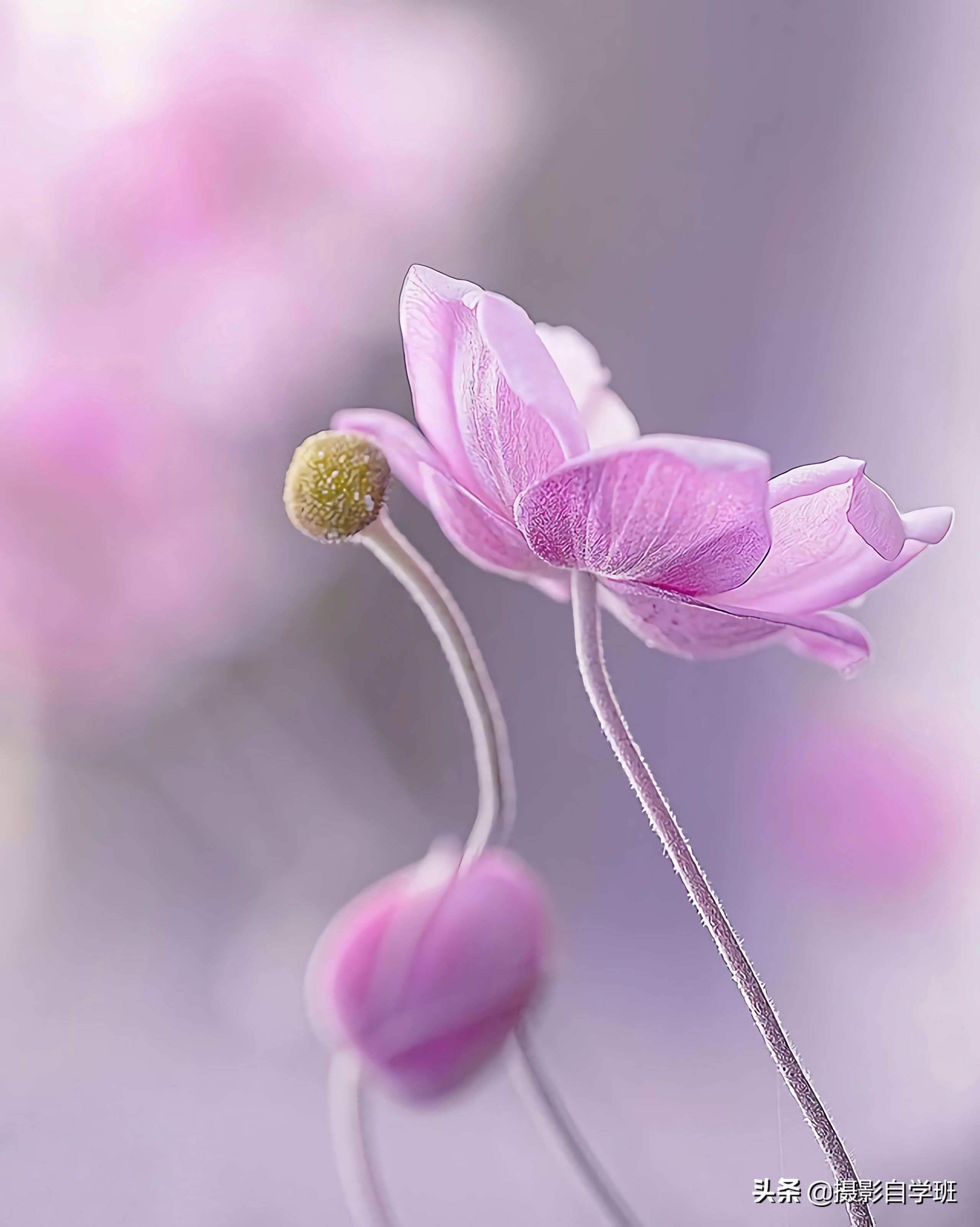 小花小草怎么拍好看,这9个摄影技巧,新手也能学得会