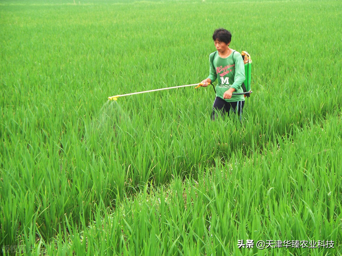 中量元素水溶肥的作用与功效（水溶肥好但不浪费才是重点）