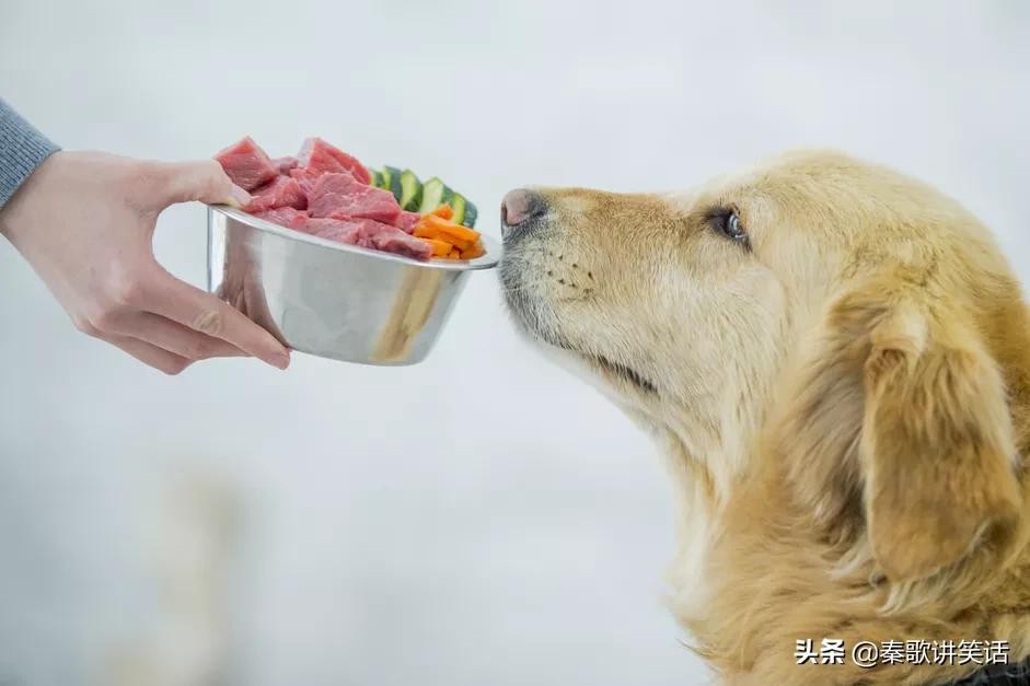 狗可以吃什么蔬菜(狗狗绝对不能吃的18种食物)-第1张图片-巴山号