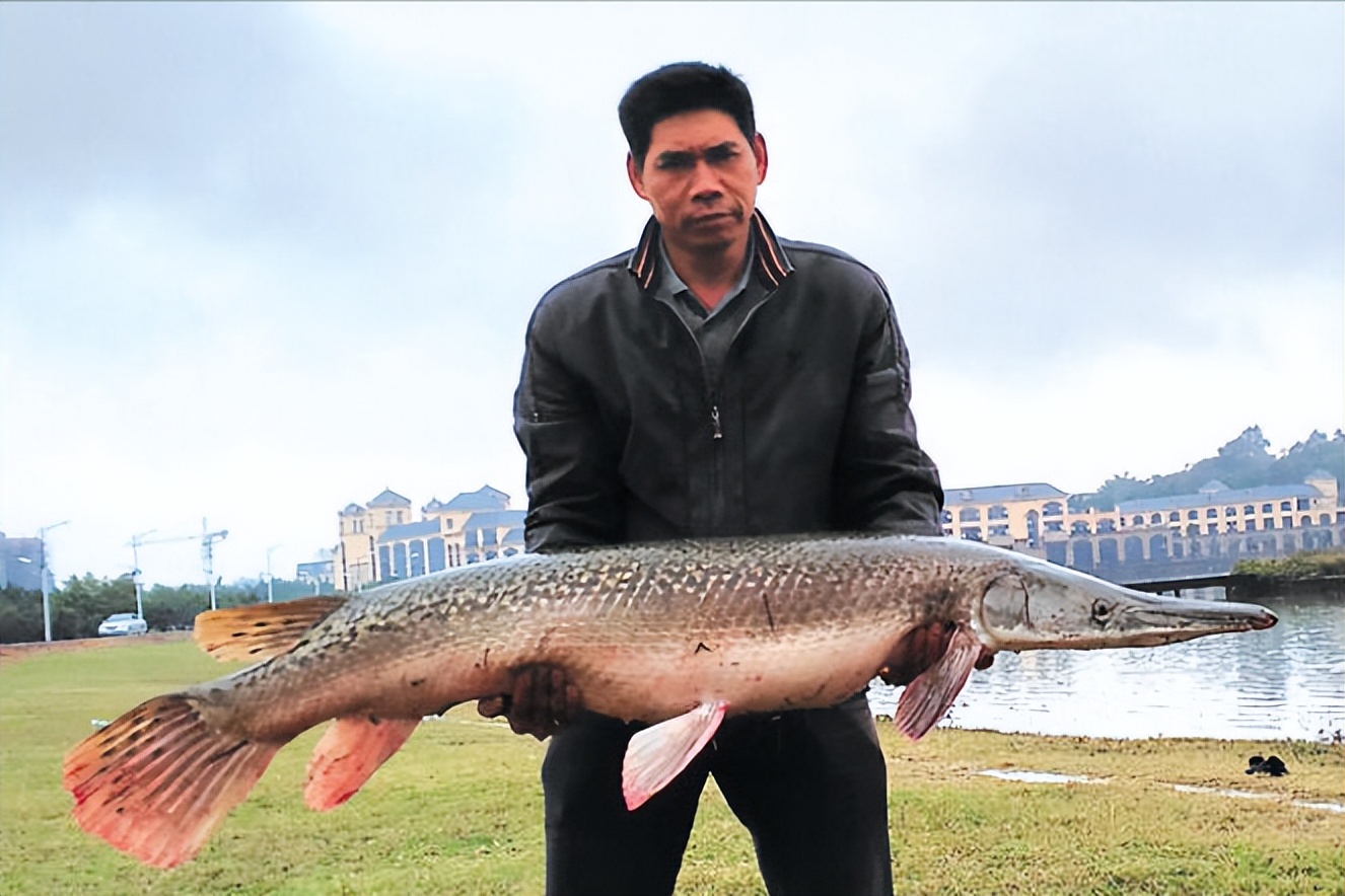 雀嘴鳝和鳄雀鳝图片(鳄雀鳝进入我国已有四十年,为何