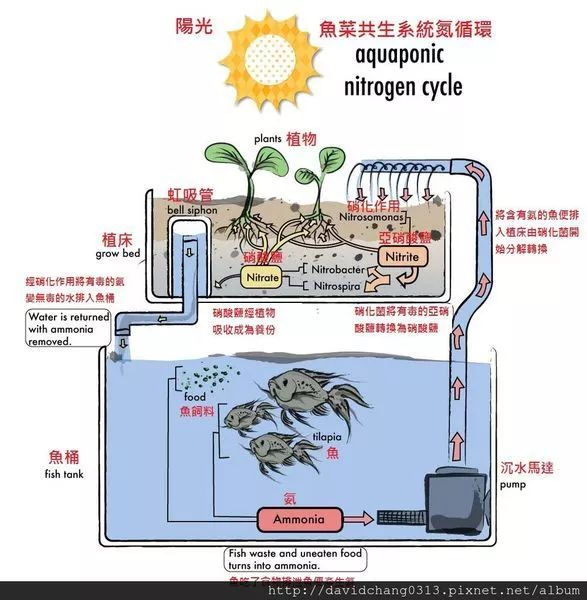 “鱼菜共生”漫谈