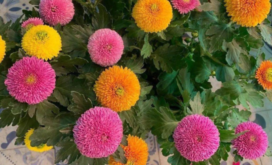 乒乓菊培育和种植方法(又圆又多姿多彩的乒乓菊，种一盆值了，漂亮又好养)