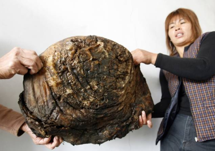 什么是太岁，不是植物不是动物的一坨“肉”，为什么能价值百万？