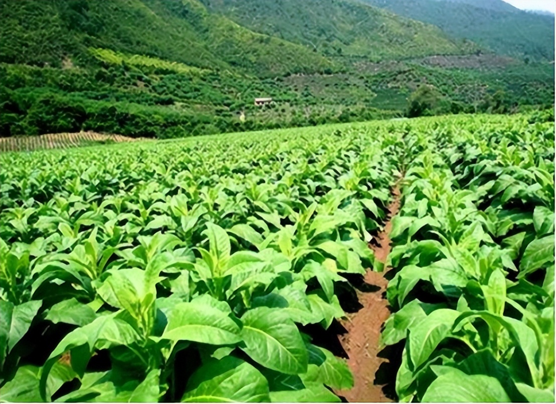 中国烟民力量有多强大？烟草总公司销量，超过国外烟草四大家族