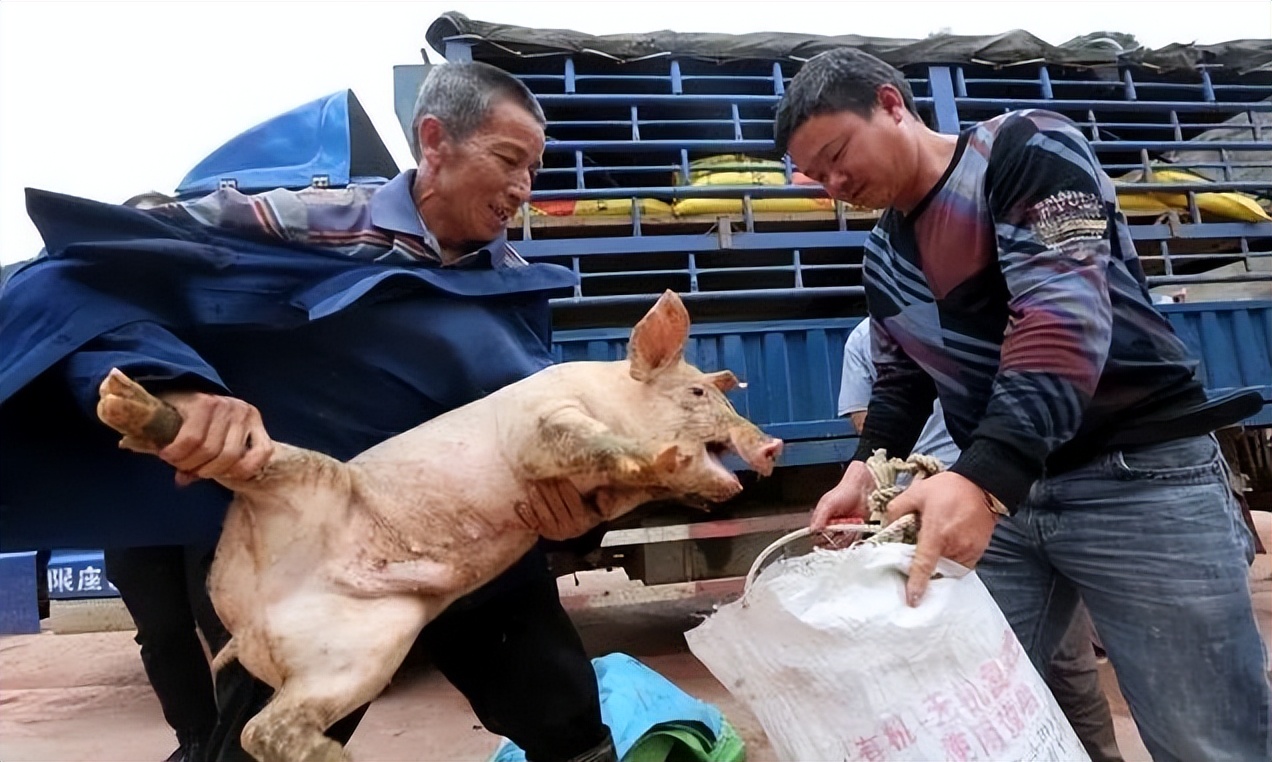 猪肉新行情来了?