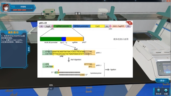 基于CRISPR技术的基因表达编辑及遗传转化虚拟仿真实验