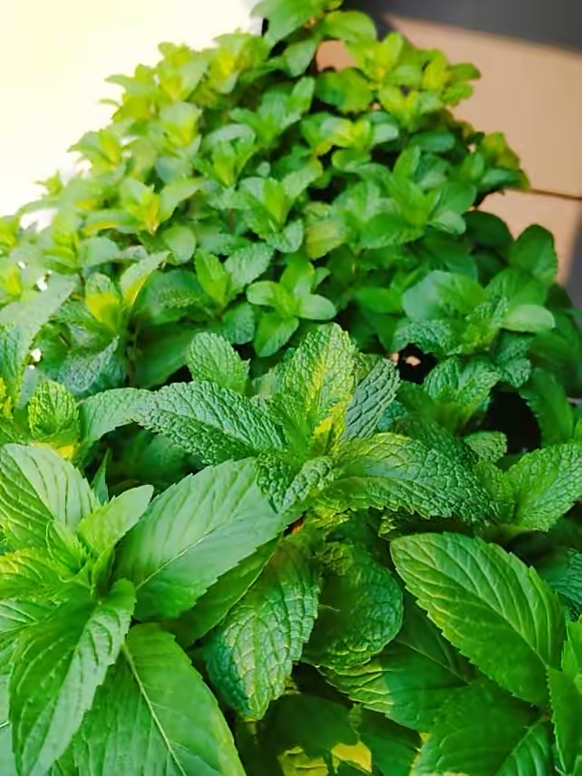 可以防虫,薄荷基本上是没有什么病虫害的,养一盆放在家里,枝叶茂盛