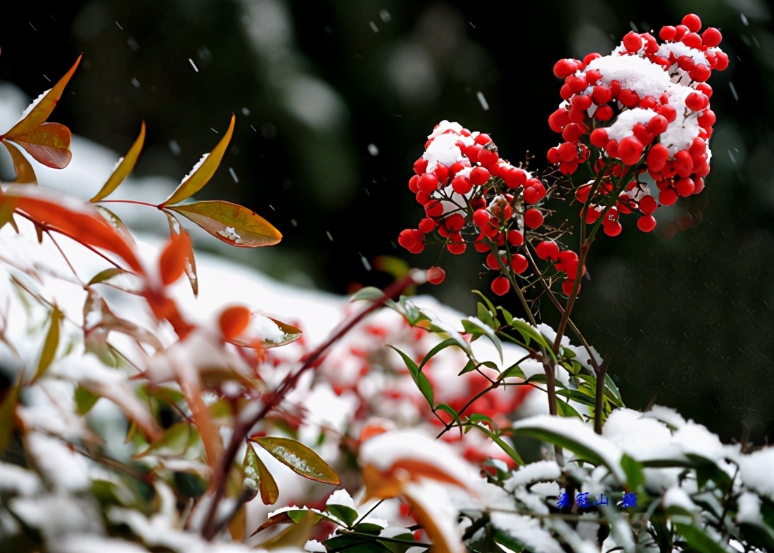 感恩大自然的馈赠“花果揪雪韵”