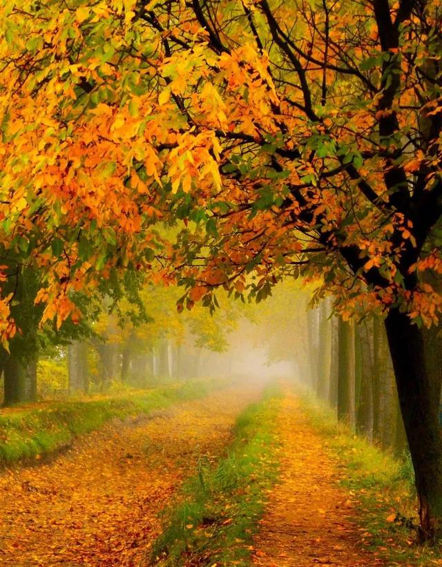 美丽的秋景图片实景(顶级绝美秋色美景60幅,五彩斑斓,绚丽迷人)
