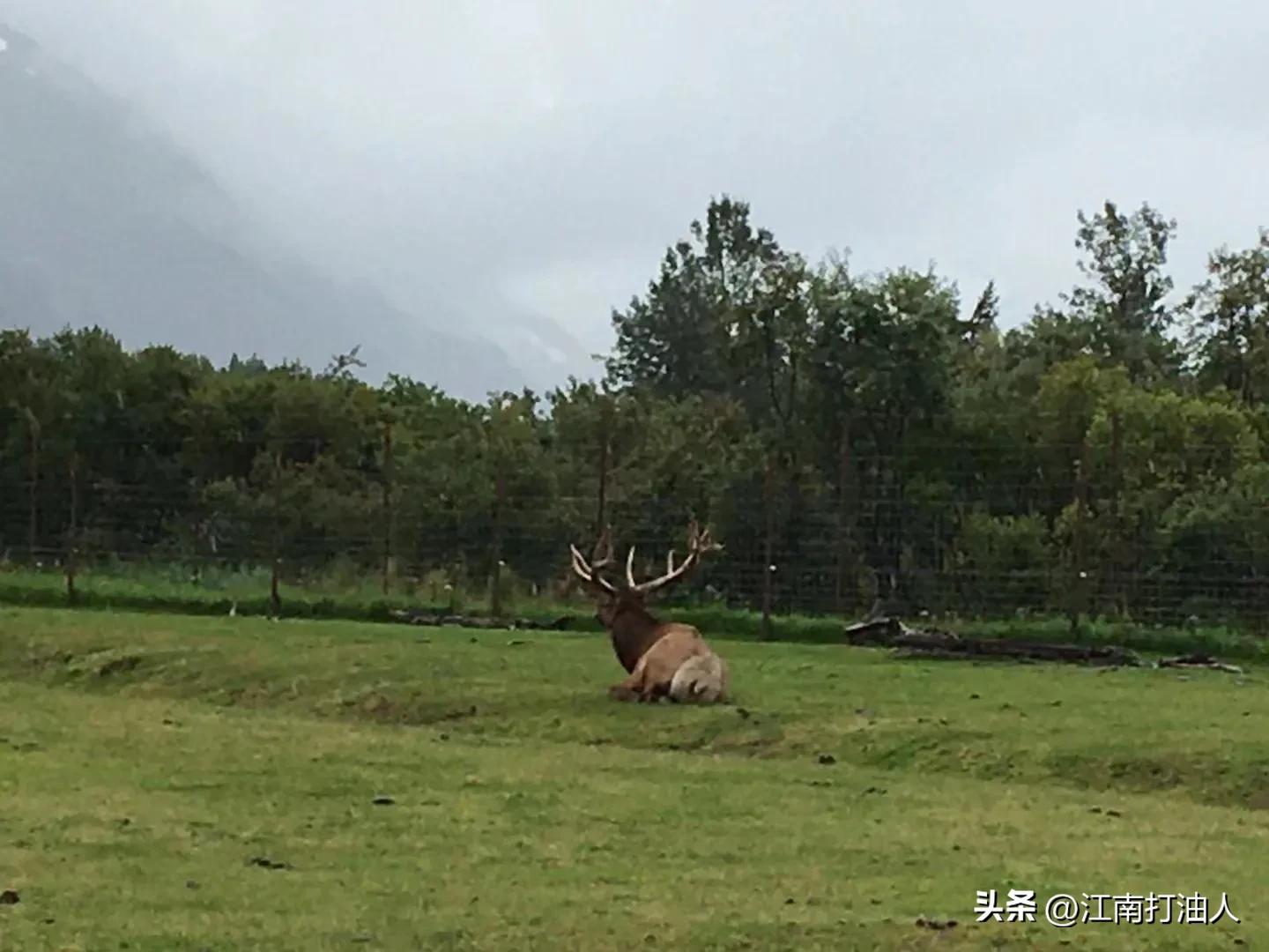 世界杯北极光快艇(此景只应天上有，莫留遗憾在人间——夏日阿拉斯加游后记 (散文))