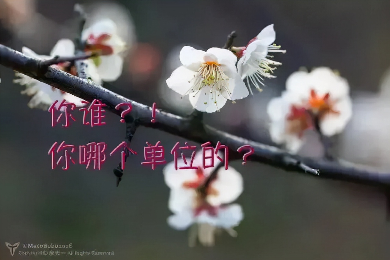 又到春日芳菲时，樱梅桃李梨杏海棠竞相绽放，满园锦绣映晴光。