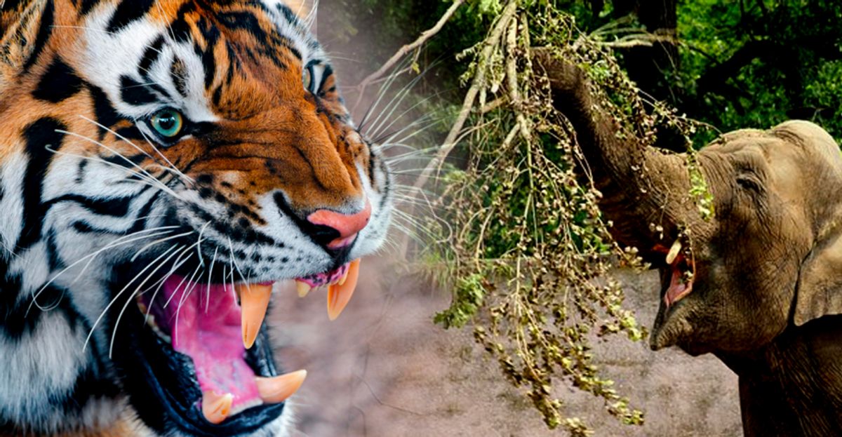 世界杯非洲大象南美老虎(孟加拉虎王有多凶,发怒猎杀大象,利爪抓烂象