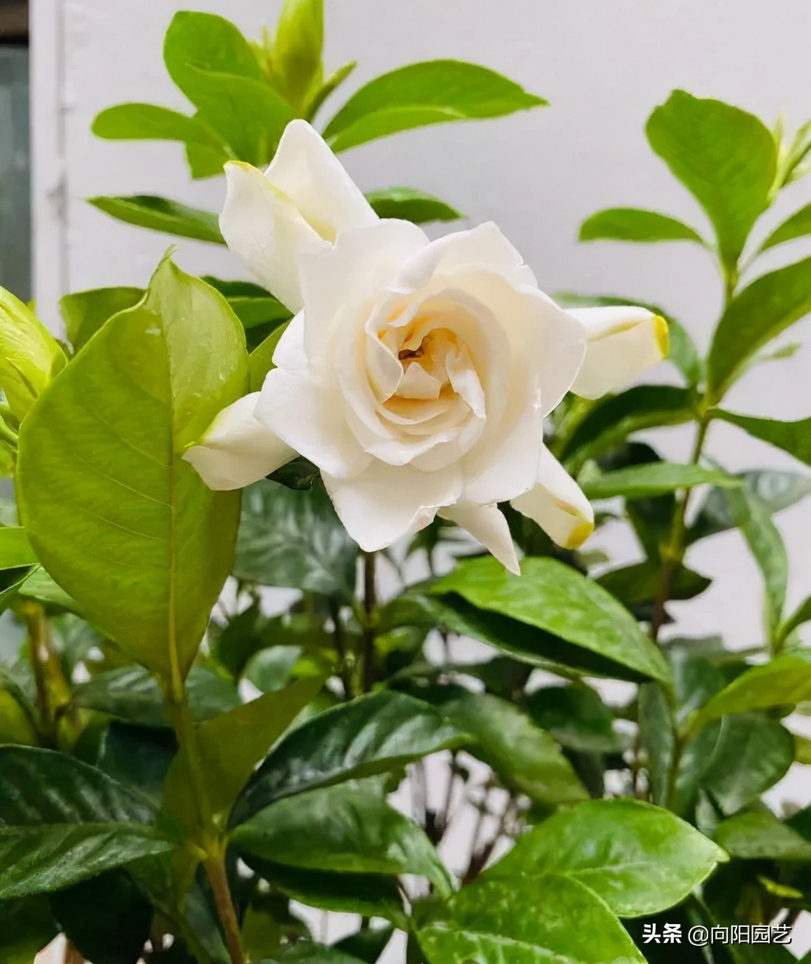 中国最香的花排名（10种花香气浓郁久聚不散）