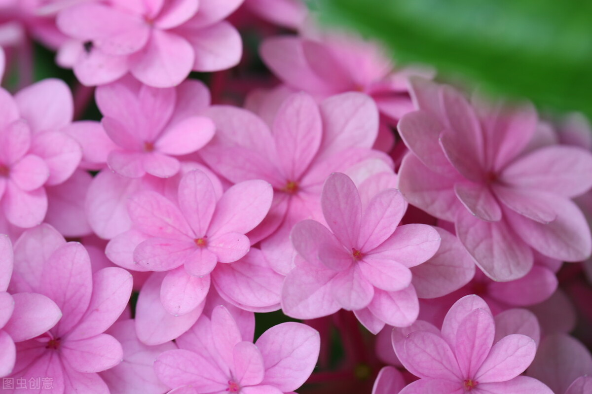 木本绣球花介绍（绣球花中最值得养的品种）