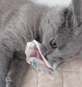猫界最“忠诚”的猫，和最“白眼狼”的猫，有你家的吗？