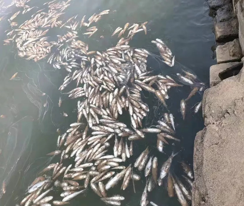 被传得神乎其神的水霉病,其难以处理的秘密到底在哪?