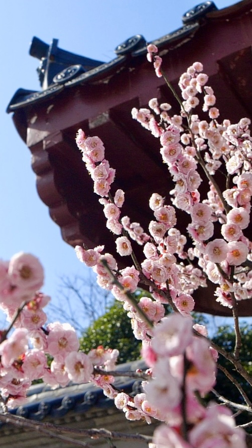 看完这篇文章，终于可以说一句：你好，南京的春天