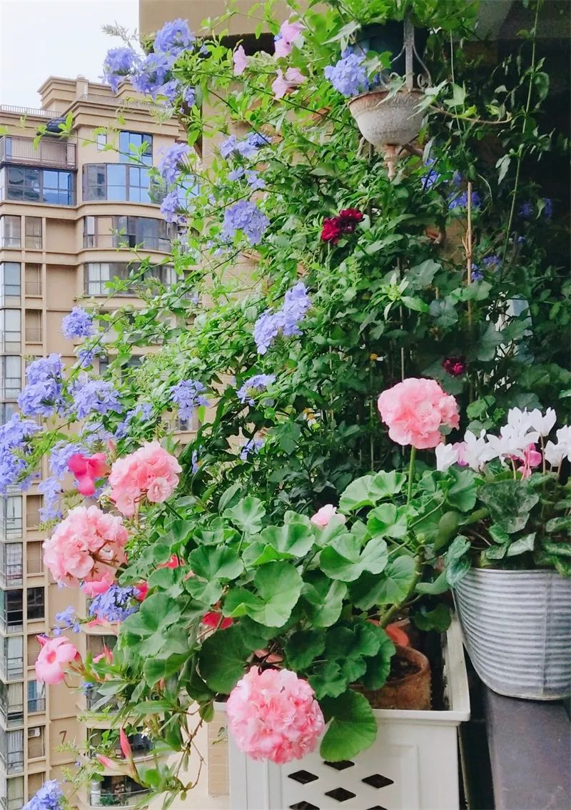 阳台花园，在这个面积不大的地方造梦，美了岁月，醉了时光