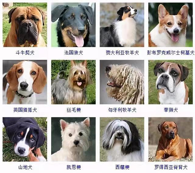 旧书记（三）:宠物狗（Top50 American Kennel Club Registrations)