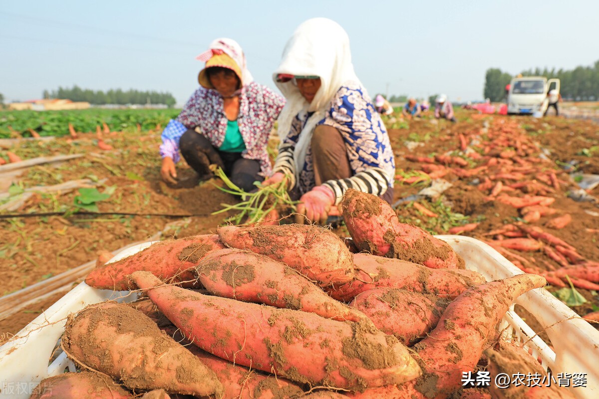 做好这5点(红薯生长后期如何管理更容易高产？重点做好这5点)