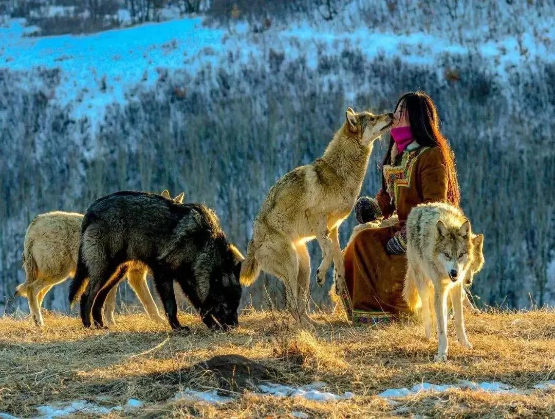 狼舔伤口的唯美图片(老人雪地摔伤无助) - 赤虎壹号