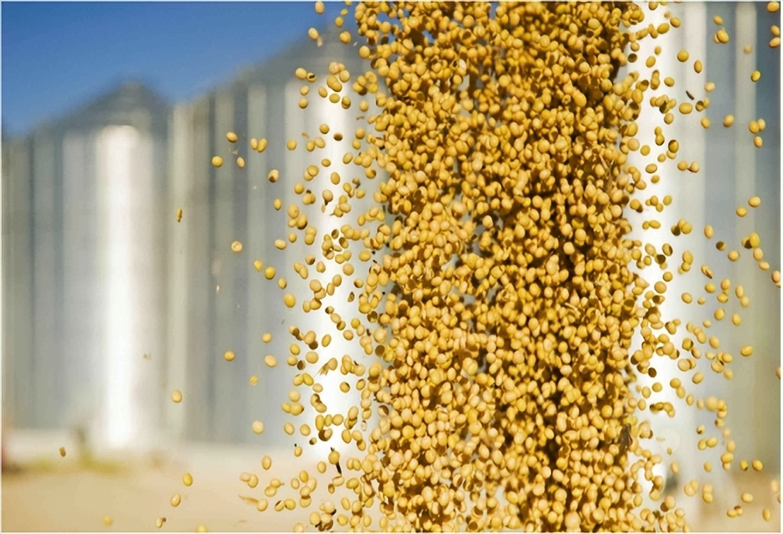 中国连抛1001亿美债后，开始大规模买进美大豆，外媒：或采购更多