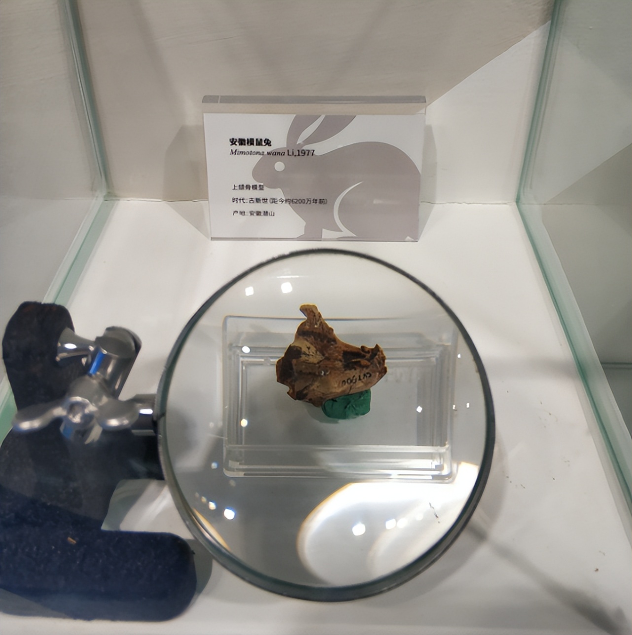 中国古动物馆兔年特展！“世界第一兔”5300万岁