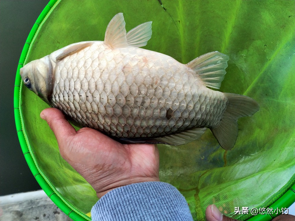 想钓好鱼别再乱用饵料，这样用饵是王道，用对饵料让你越钓越多