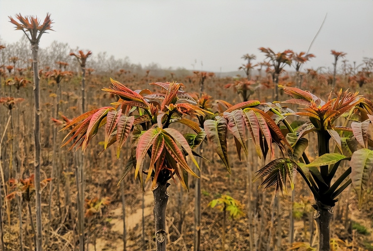 香椿树是大凶（揭秘为何香椿树比蛇更可怕）